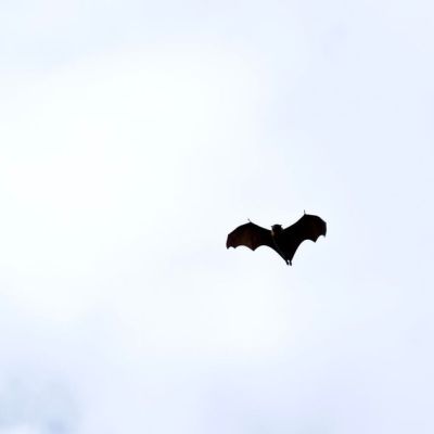 Dead bat found in Fremont tests positive for rabies; dog to be quarantined for 30 days