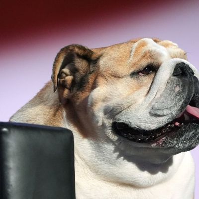 Senator-elect Jim Justice’s famous pooch, Babydog, reportedly banned from Senate floor