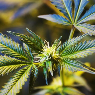 The future of medical marijuana in Minnesota