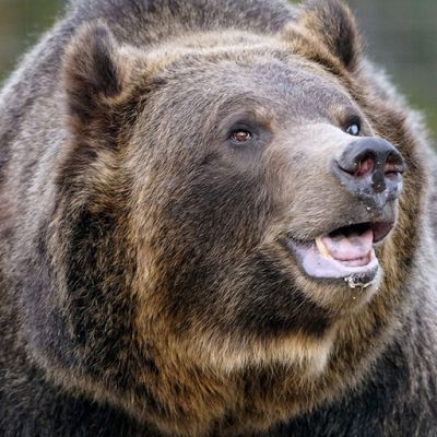 Biden’s latest attack on rural America is a grizzly one