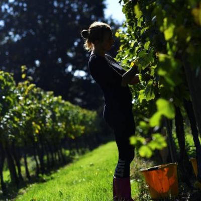English bubbly: toastier weather should cheer local wineries