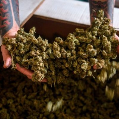 Meloni cracks down on Mussolini’s crop: hemp