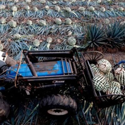Falling demand leaves Mexico with a 500mn-litre tequila lake