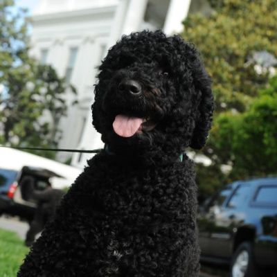 Former President Obama announces death of family dog Sunny