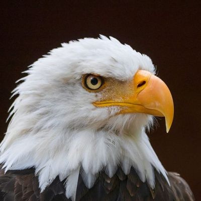 It’s official: Biden signs new law, designates bald eagle as ‘national bird’