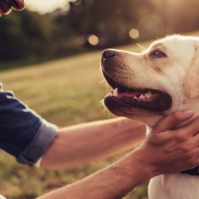 What a Grateful Dead song and a dog named after one of their songs taught me about living my faith