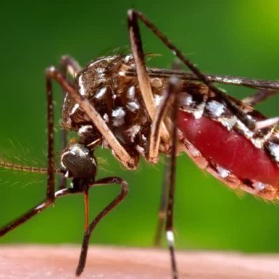 Florida’s Dengue Outbreak Is Now the Largest in the Continental US in Decades