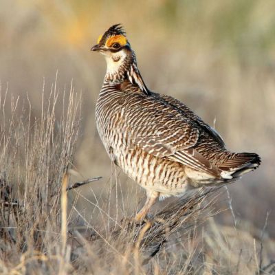 House Votes to Overturn 2 Biden Administration Endangered Species Rules, Sending Bills to President’s Desk