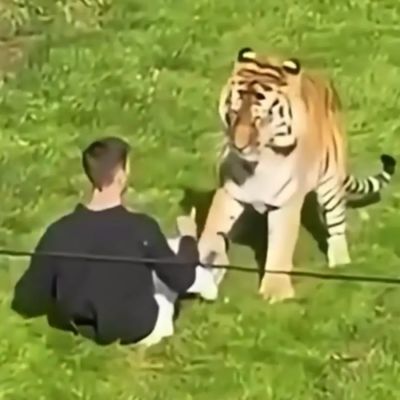 ‘Don’t ever mess with nature!’: Trump’s tiger attack post triggers social media backlash as victim’s family issues heartbreaking tribute