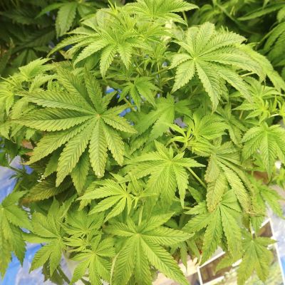 Japan logs record 7,120 cannabis cases in 2025, majority under 30