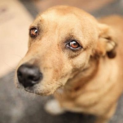 ‘Bench Did Not Hear Any Party’: Lawyers, Activists, Animal Lovers Express Outrage After SC Orders Removal Of Stray Dogs From Public Spaces; Call It ‘A Dark Day’