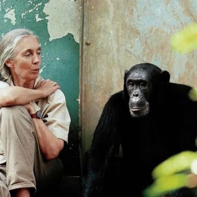 Jane Goodall, Chimpanzee Expert and Global Conservation Icon, Passes Away at 91