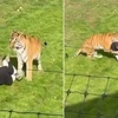 The last post of the young man killed by the tiger shocked.