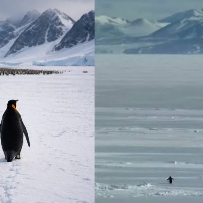 Viral Video Of Penguin Walking Alone Towards Mountain, Called ‘Nihilist,’ Has the Internet Hooked, Here’s Why