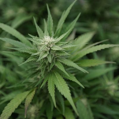 Cannabis reform “on the horizon” under Trump, his first AG pick says (Newsletter: March 28, 2025) – Marijuana Moment