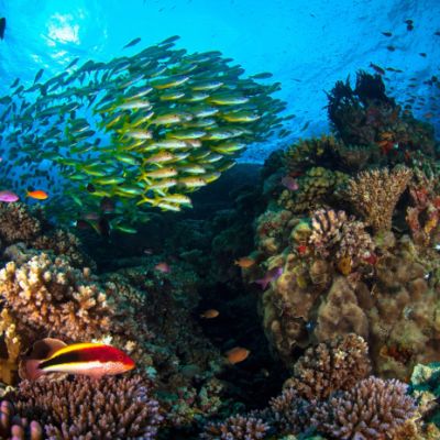 Great Barrier Reef at risk of collapse: scientists