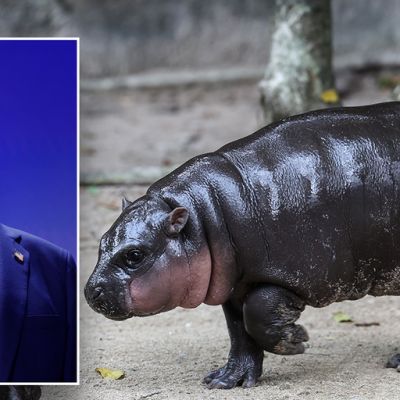 Thailand’s viral baby hippo Moo Deng predicts Donald Trump will win 2024 US presidential election