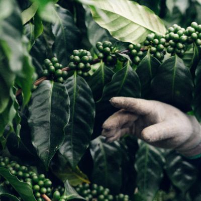 Hawaii’s Prized Kona Coffee Fields Have Become a Target for ICE