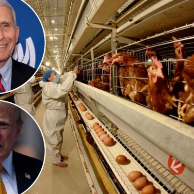 Why the biggest threat of bird flu is government disinformation