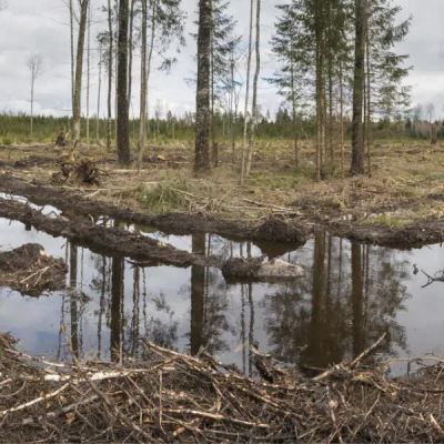 Curb biodiversity losses, $24T investors urge global firms