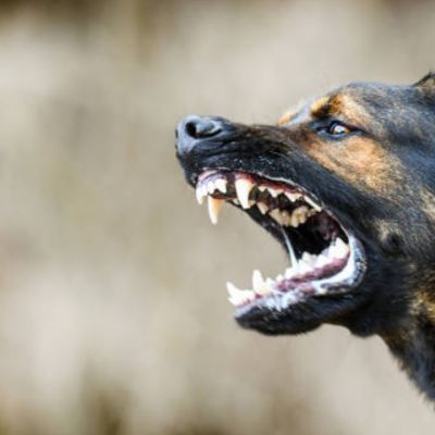 The Rabies chain: Stopping Rabies before and after the bite