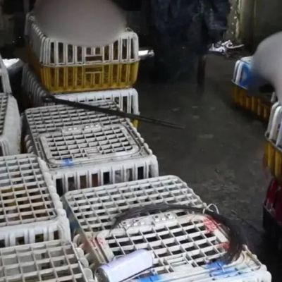 Nine arrested, 400 cats saved: Vietnam police crack down on pet theft network selling animals for meat