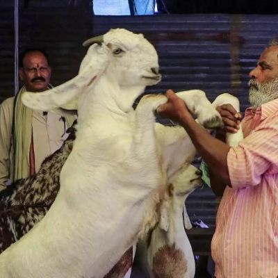 ‘No sacrifice of cows, calves, camels’: Ahead of Bakrid, Delhi govt warns against illegal slaughter, guidelines issued