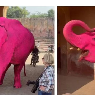 ‘Pink Elephant’ Dies In Jaipur After Viral Photoshoot, Netizens Say ‘Cruelty Isn’t Beautiful’