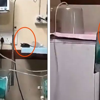 Video of rat crawling in infant ward at Indore hospital sparks row