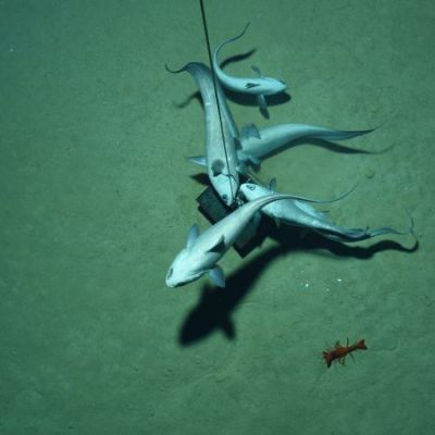 Scientists discover ‘dark’ oxygen being produced more than 13,000 feet below the ocean surface | CNN