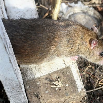 Fairfield to try new approach to reduce rodent numbers: birth control instead of poison