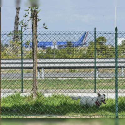 Rome’s airport opens luxurious dog hotel with pampering services – The Economic Times