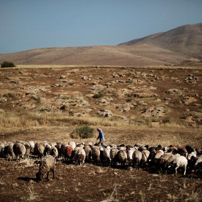 New FAO report assesses progress towards food and agriculture SDG indicators