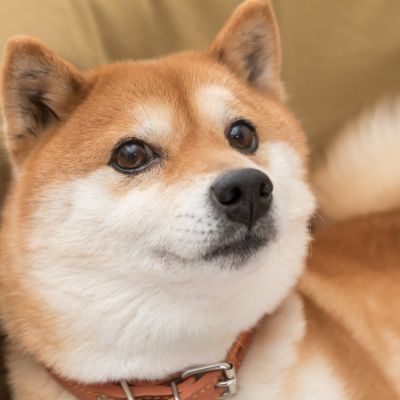 Should You Forget Bitcoin and Buy Shiba Inu Instead? | The Motley Fool