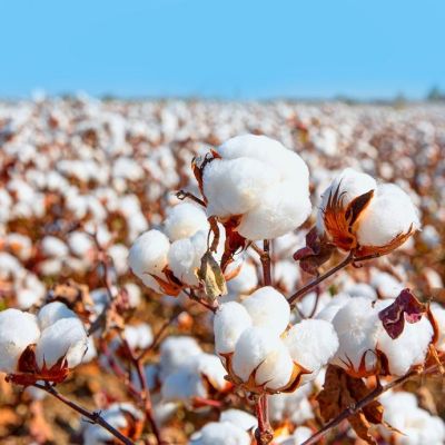 ICE cotton falls after touching 3-week high on Fed’s 25 bps rate cut
