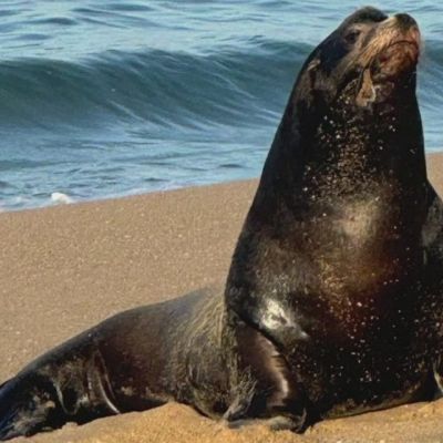 Deadly toxic algae bloom causing sea lions to become sick, violent