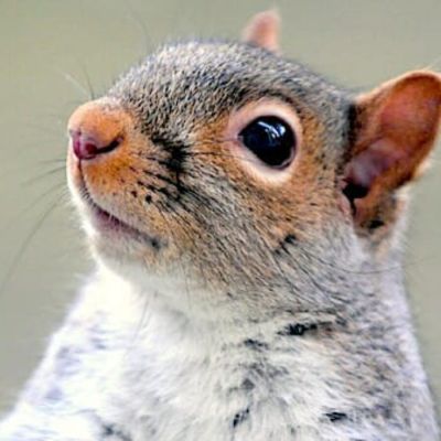 Squirrel spotted onstage before Kamala’s concession speech  —  and internet thinks it’s the ghost of P’nut * WorldNetDaily * by Emily Crane, New York Post