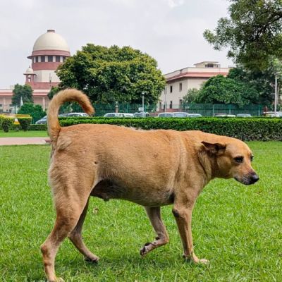 SC rejects plea against withdrawal of orders to remove dogs from public places, says can’t ignore dog bites