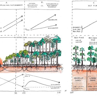 Time is not the driving influence of forest carbon storage, U-M study finds