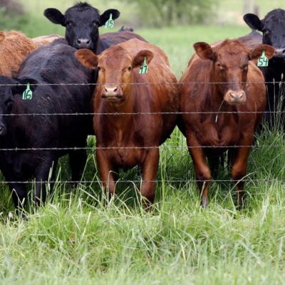 From the farm gate to the dinner plate, America's food economy is under attack