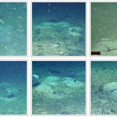 Underwater robot ‘Lassie’ discovers remarkable icefish nests during search for Shackleton’s lost ship off Antarctica