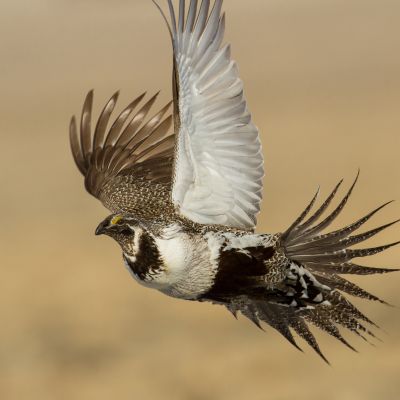 Can the Greater Sage-Grouse Be Kept Off the Endangered Species List? – Inside Climate News