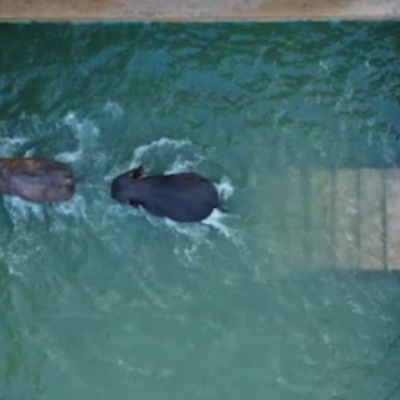 ‘No Reason To Doubt Them’: Global Wildlife Body Hails Vantara’s Advanced Infrastructure