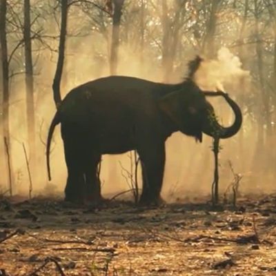 Vantara emerges as global hub for wildlife rescue and conservation