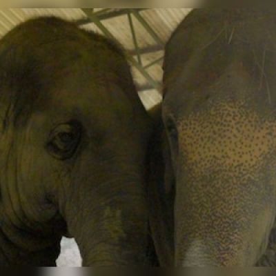 CITES Secretariat notes India’s strong wildlife framework, high standards at Vantara – CNBC TV18