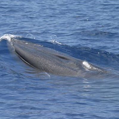 Things to know about Rice’s whale, rare species in way of Trump…