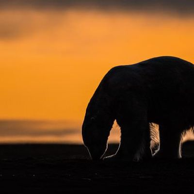 A tiny Arctic village in Alaska is trying to revive its polar bear…