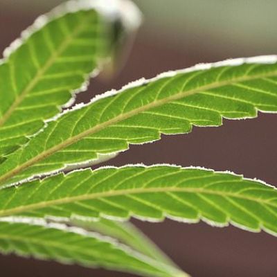 Recreational marijuana home delivery to begin in Arizona