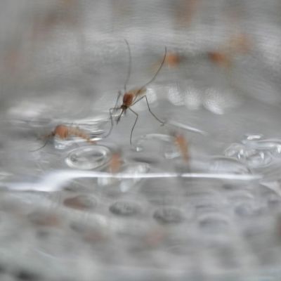 What to look out for when choosing a mosquito repellent – ExBulletin