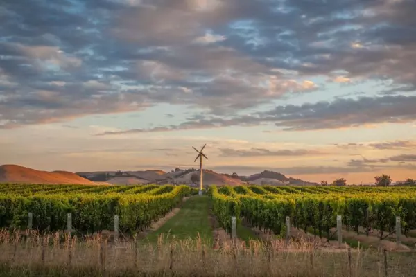 True grit – the science behind the Gimblett Gravels winemaking success